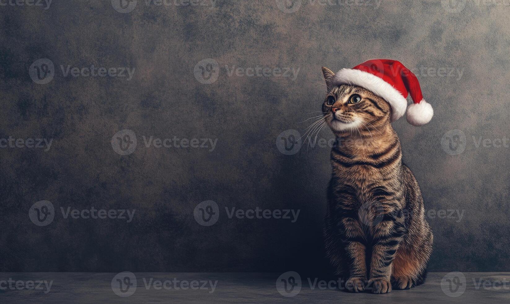 a cat in a Santa hat, sitting on a neutral gray background, empty space on the left side photo