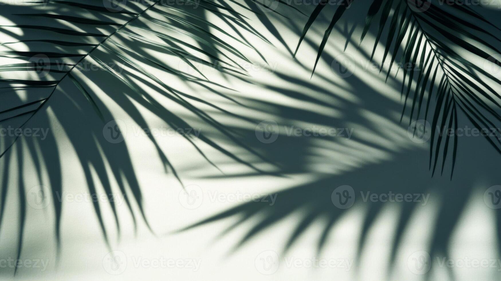 Palm Leaf Shadows on a Light Background photo