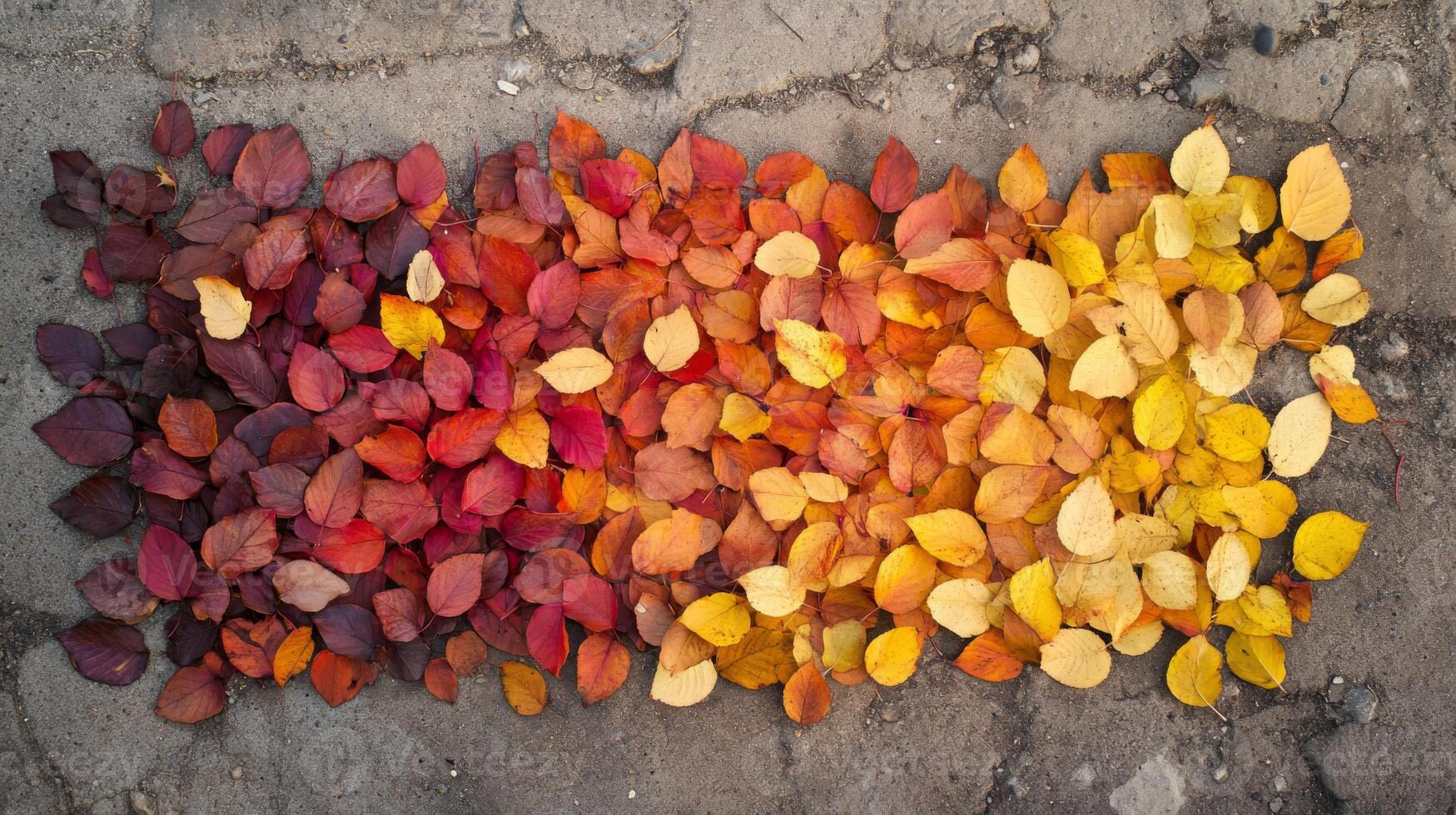 A Colorful Gradient of Fall Leaves on Pavement photo