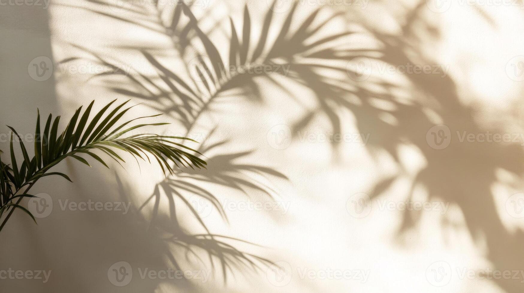 Palm Leaf Shadow Cast on a White Wall photo