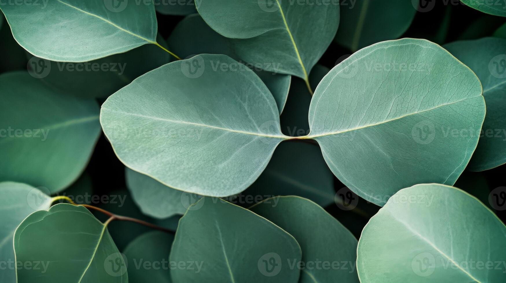 Eucalyptus Leaves Close-Up with Detailed Veins and Texture photo