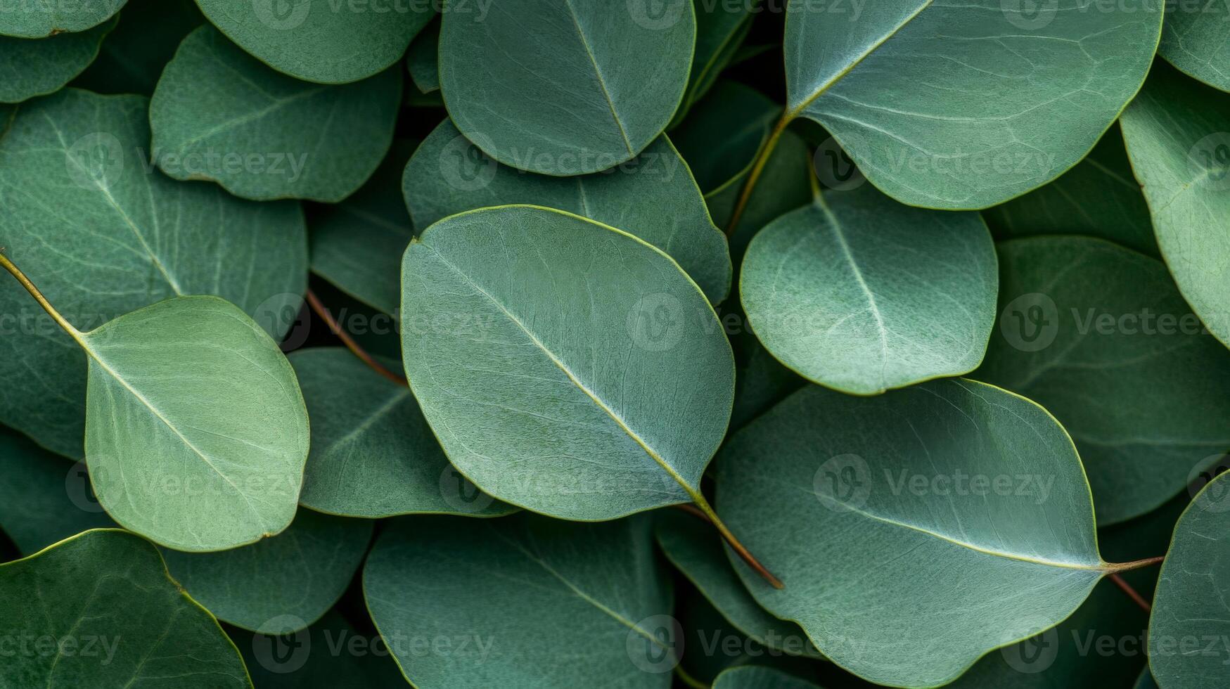 Close-up of Vibrant Green Eucalyptus Leaves photo