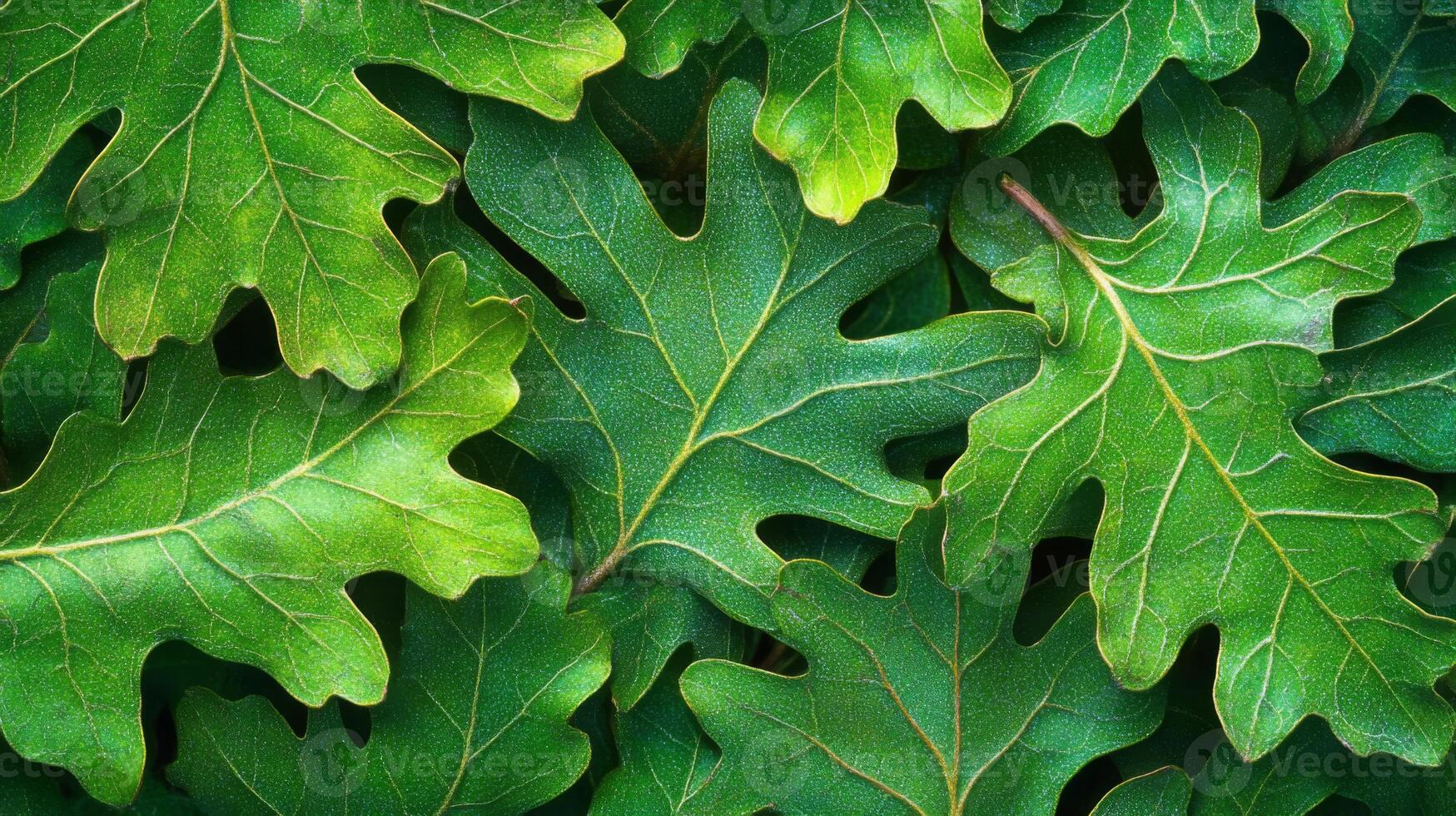 Close-up of Lush Green Oak Leaves with Visible Veins and Texture photo
