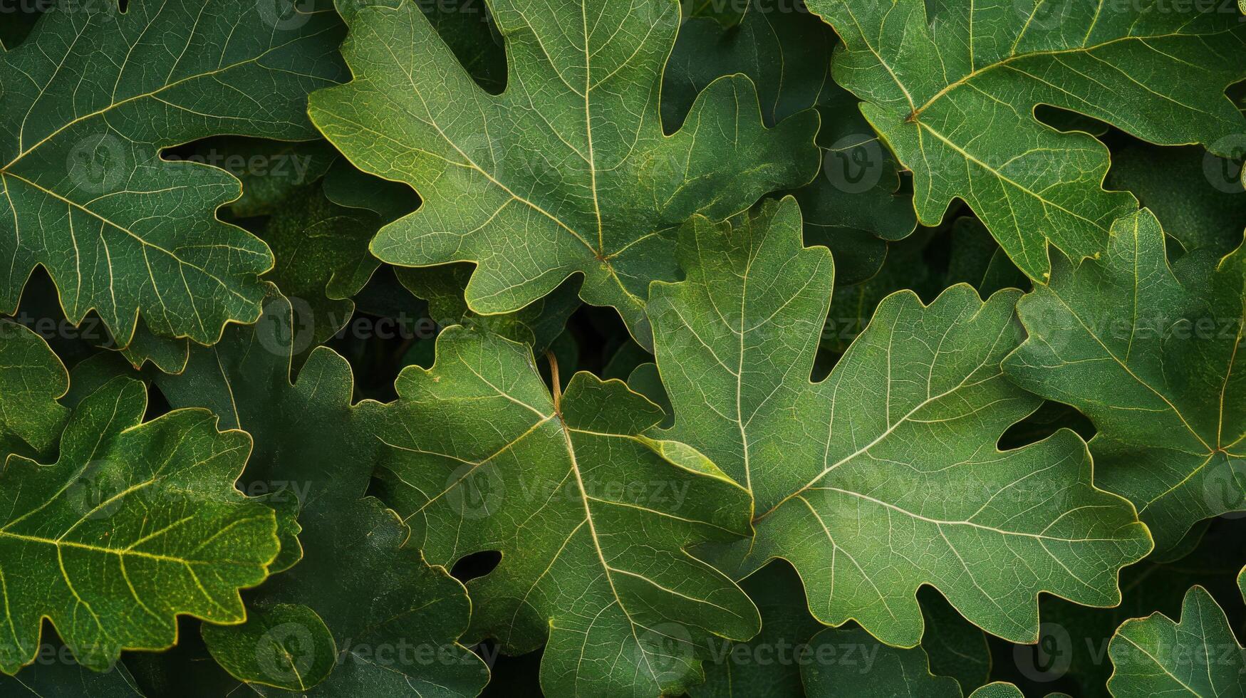 Close-up View of Lush Green Oak Leaves with Intricate Veins photo