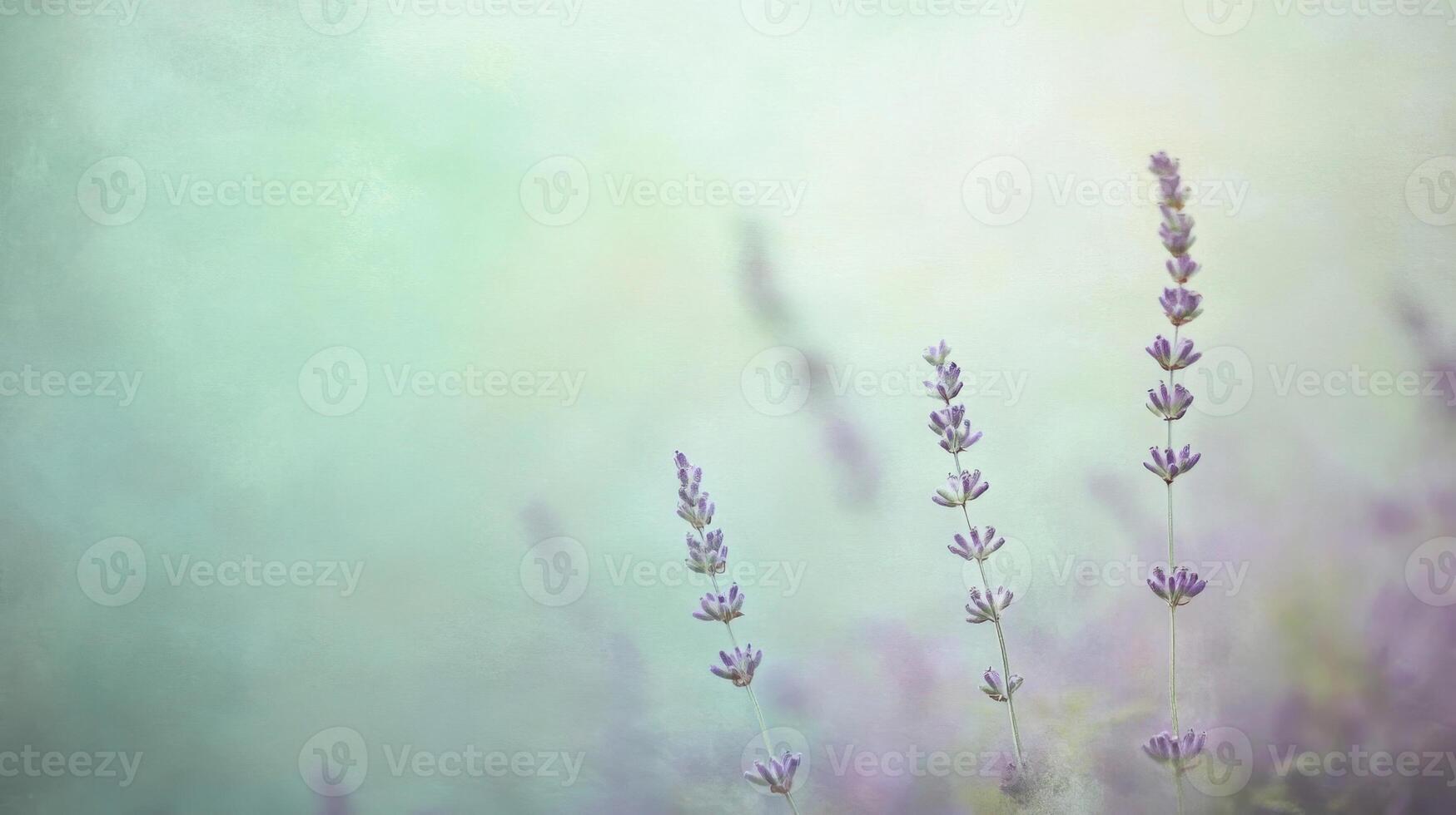 Three Lavender Stalks in a Soft, Blurred Background photo