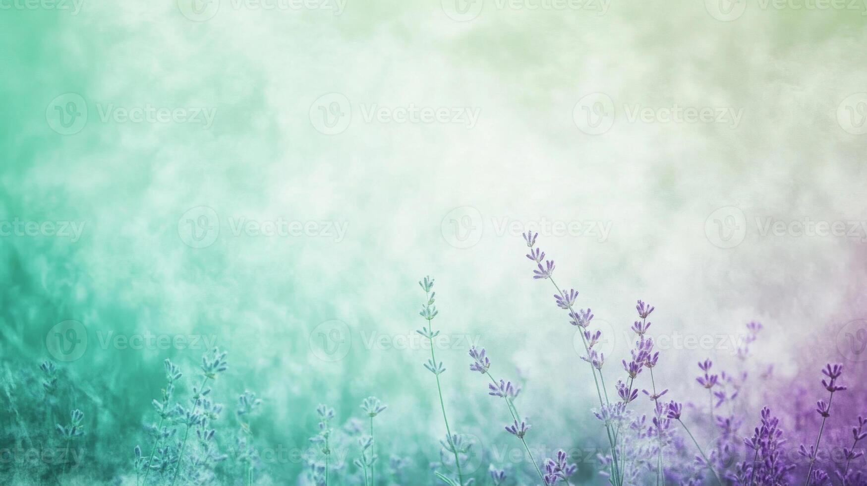 Softly Focused Lavender Blooms in a Hazy Field photo