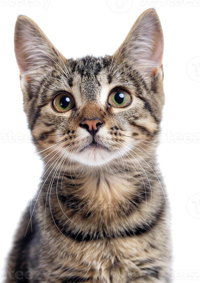 Purring tabby cat, white background, International Cat Day, captivating gaze, whiskers visible, photo