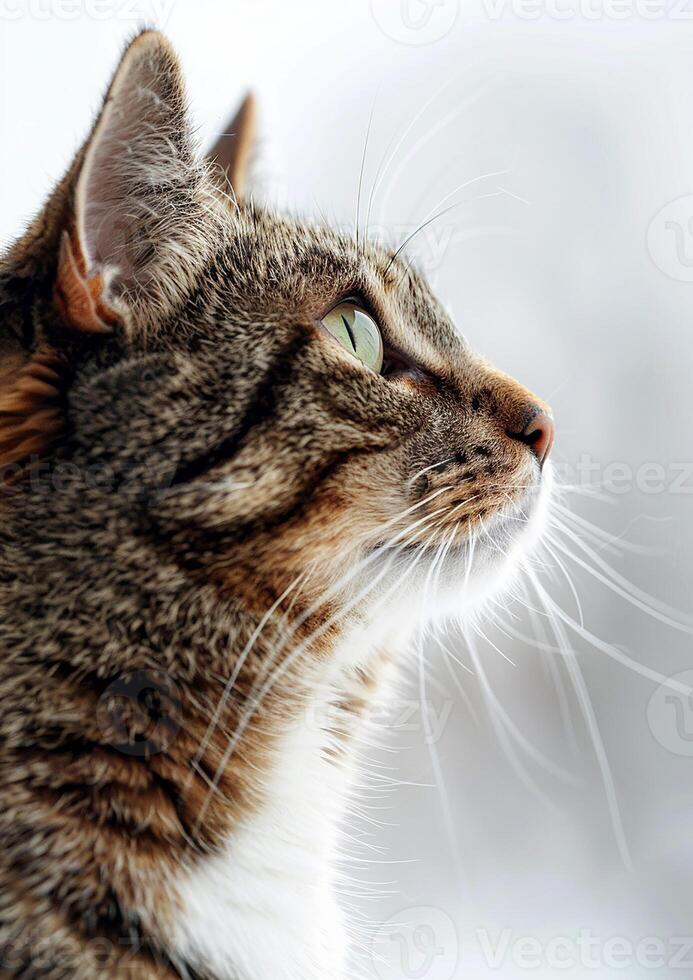Purring tabby cat, white background, International Cat Day, captivating gaze, whiskers visible, photo