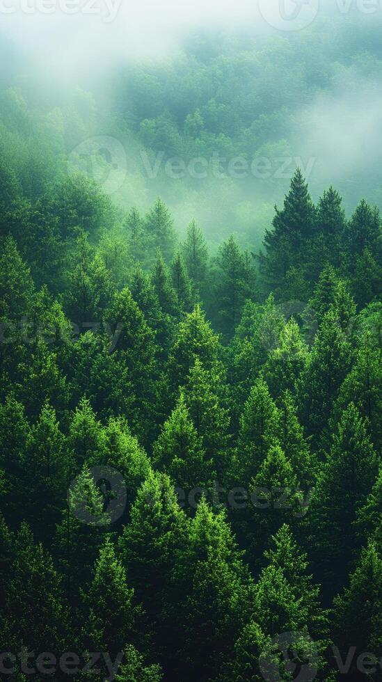 Fog rolling over lush green coniferous forest photo