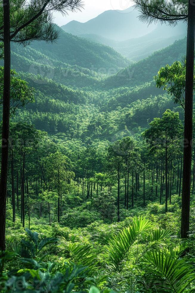 Fog rolling over lush green coniferous forest photo