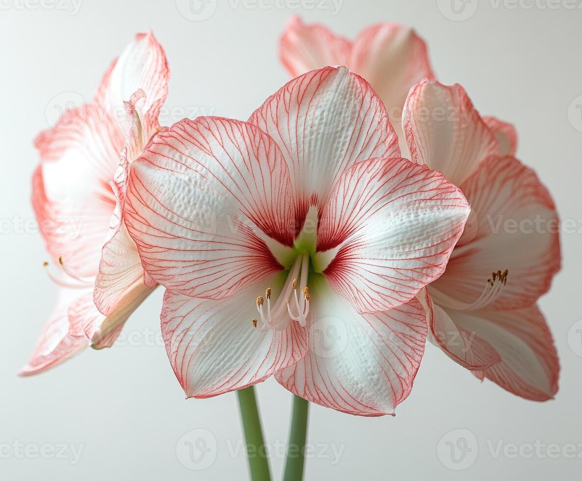 Delicate pink and white amaryllis flowers blooming in spring photo