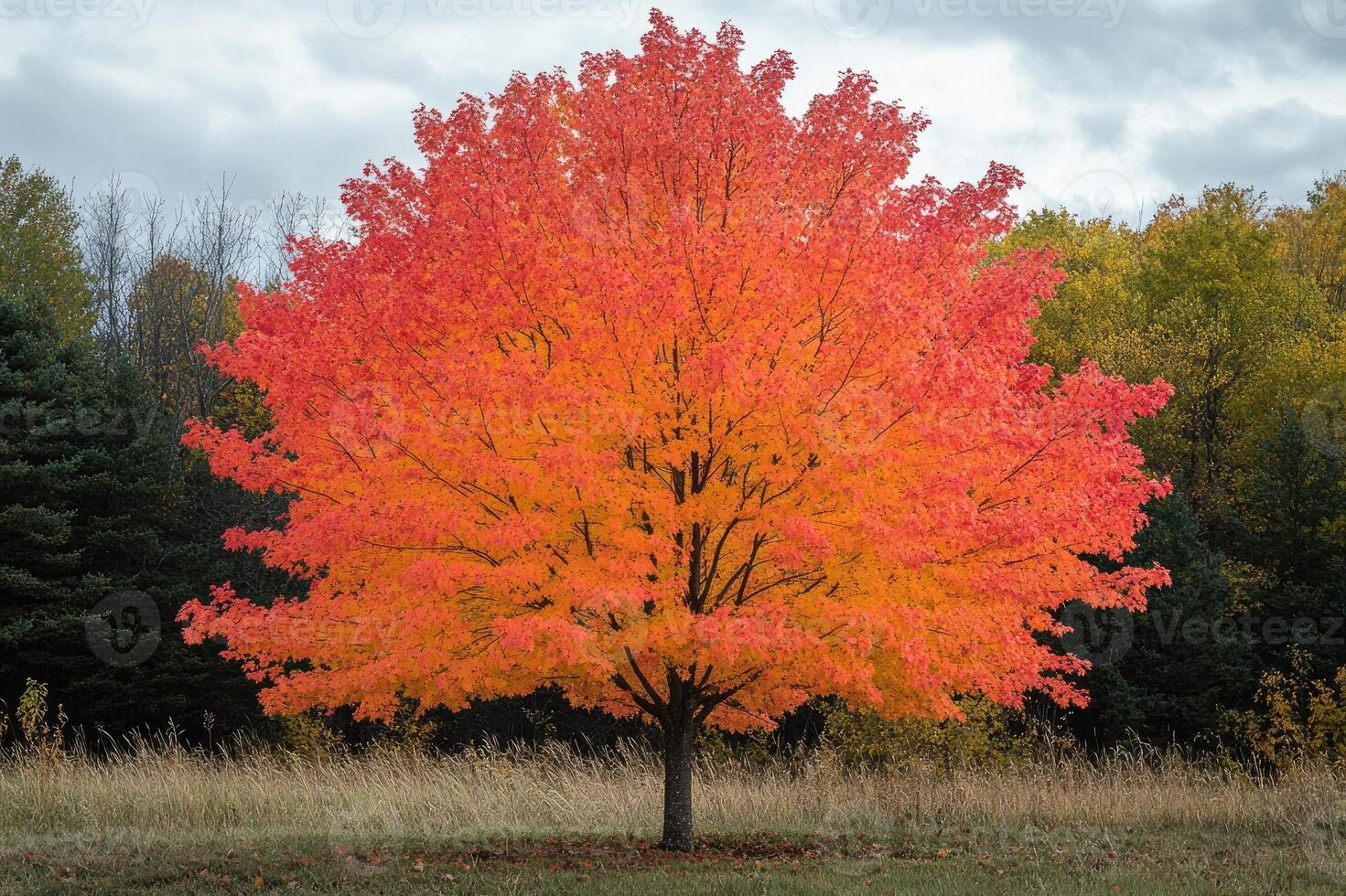 Bright red maple tree standing in a field in autumn photo
