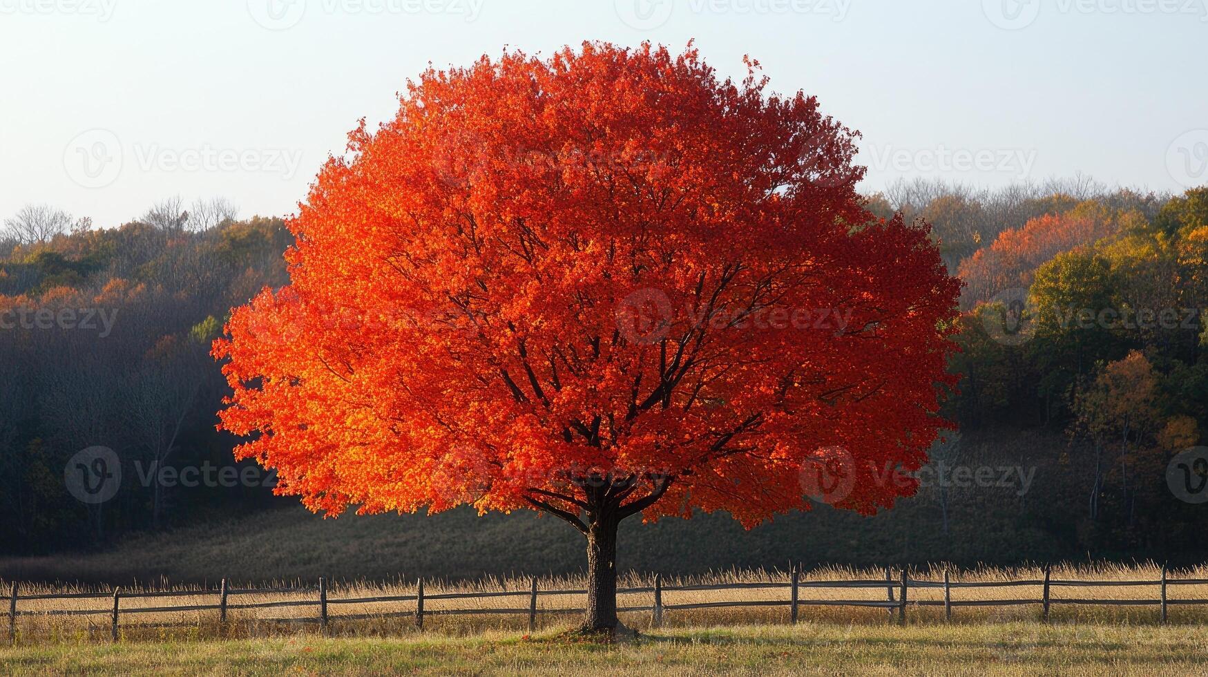 Bright red maple tree standing in a field in autumn photo