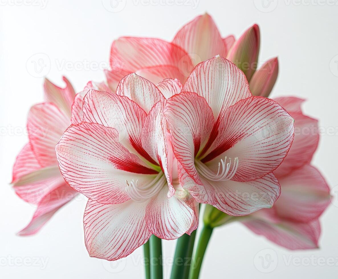 Delicate pink and white amaryllis flowers blooming in spring photo