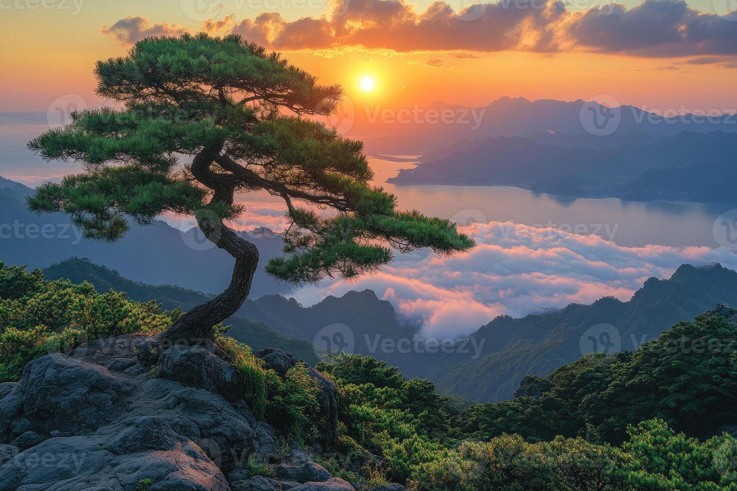 Lone pine tree standing on a rock overlooking a valley of fog at sunrise photo