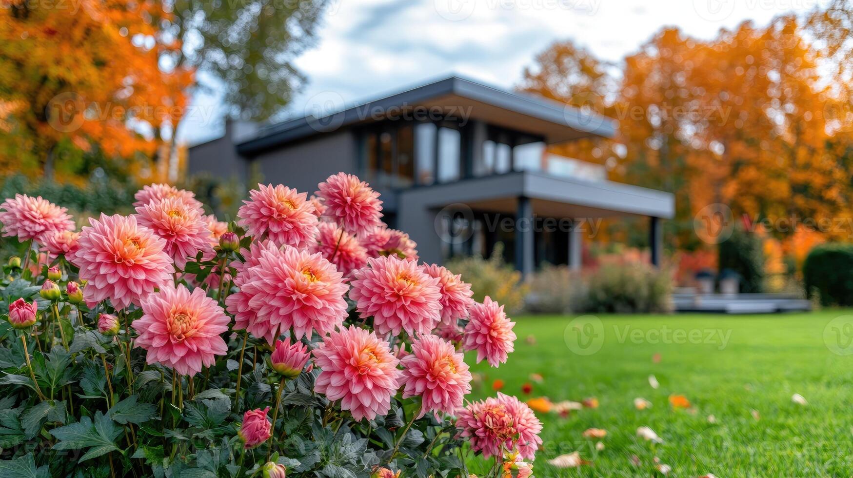 Pink dahlia flowers blooming in a garden in front of a modern house in autumn photo