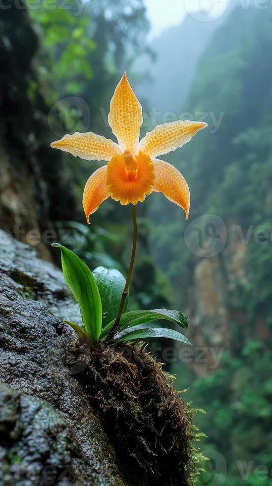 Orange and white orchid growing on rock face in andes mountains photo