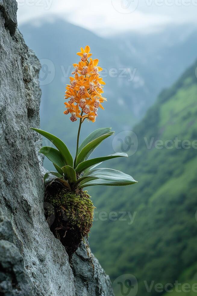 Orange orchid blooming on cliff face in lush tropical rainforest photo