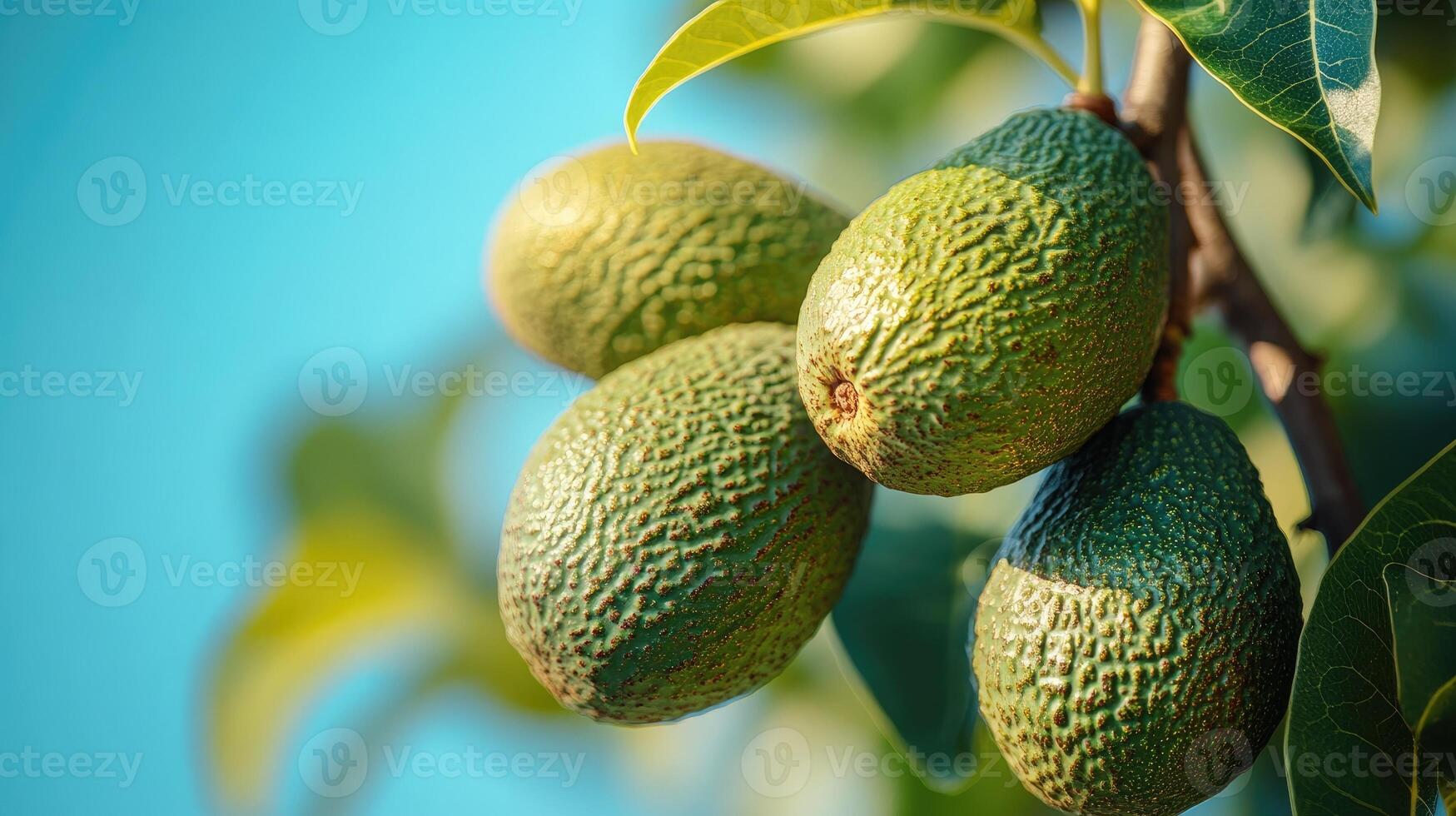 Green avocados growing on tree in orchard on sunny day photo