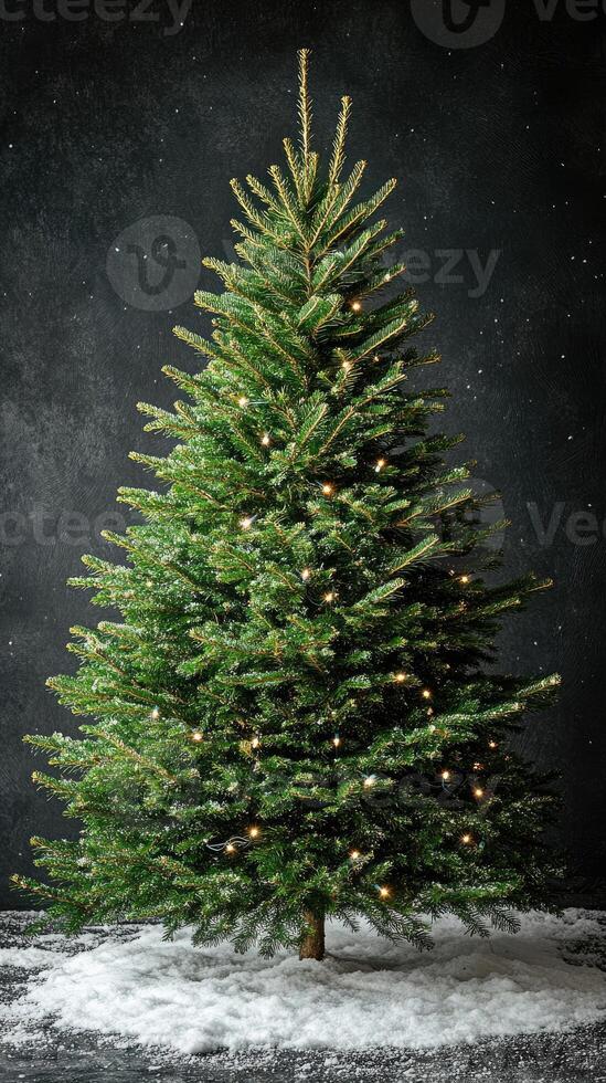 Christmas tree standing in snow with sparkling lights on black background photo