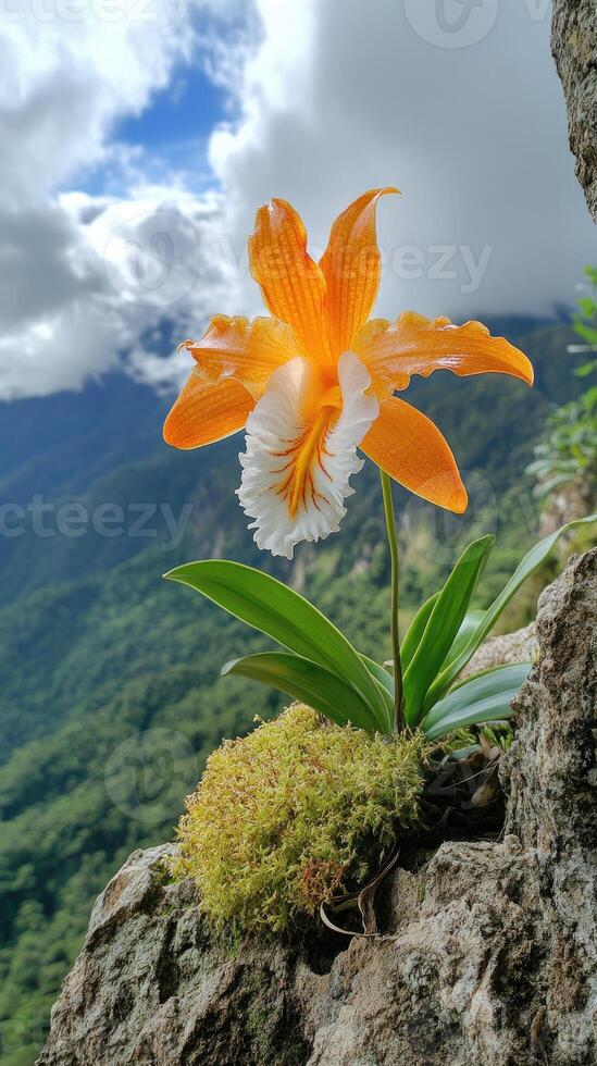 Orange and white orchid growing on rock face in andes mountains photo