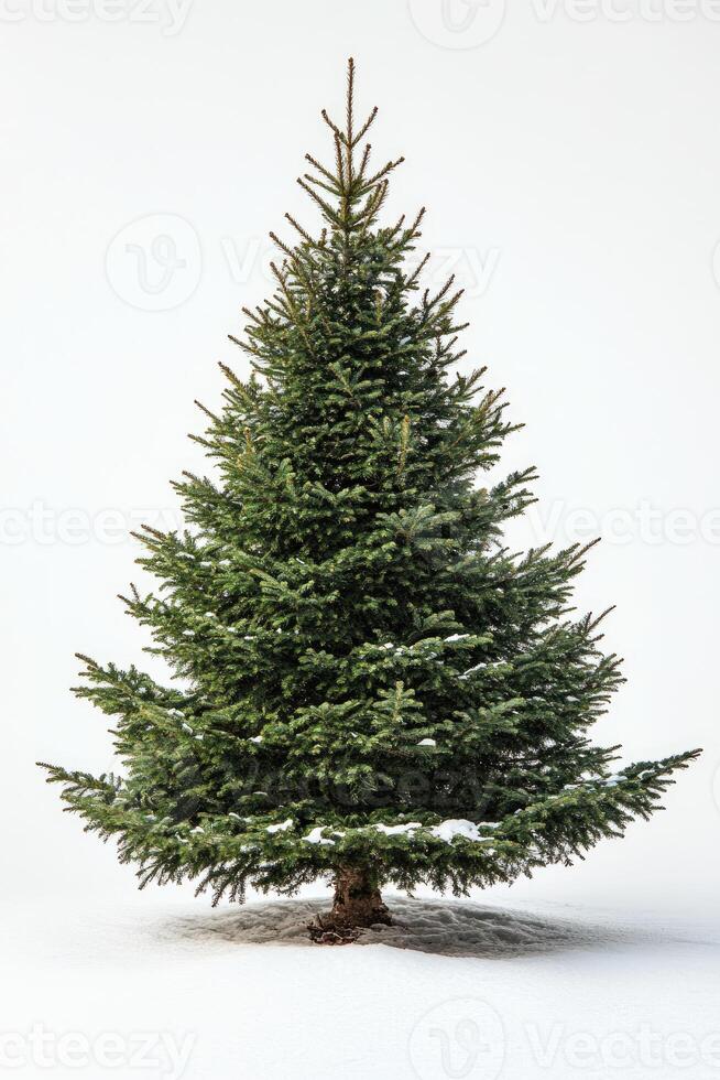Majestic pine tree covered with snow standing tall in winter wonderland photo