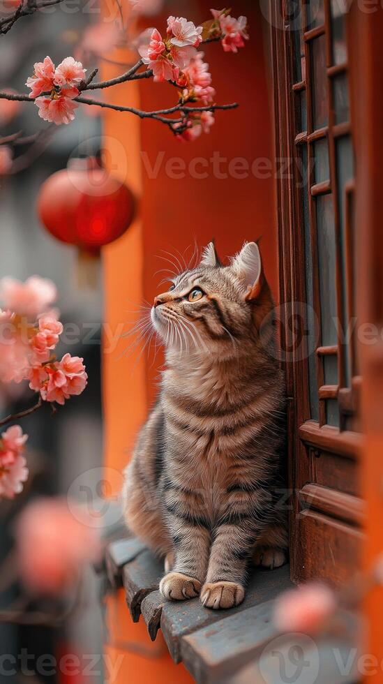 Tabby cat sitting on a ledge by cherry blossoms in spring photo