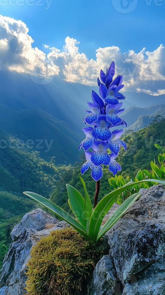 Beautiful orchid growing on rocks in mountain landscape photo
