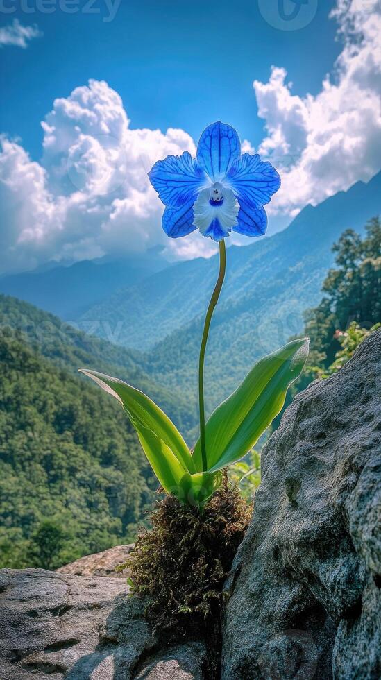 Beautiful orchid growing on rocks in mountain landscape photo