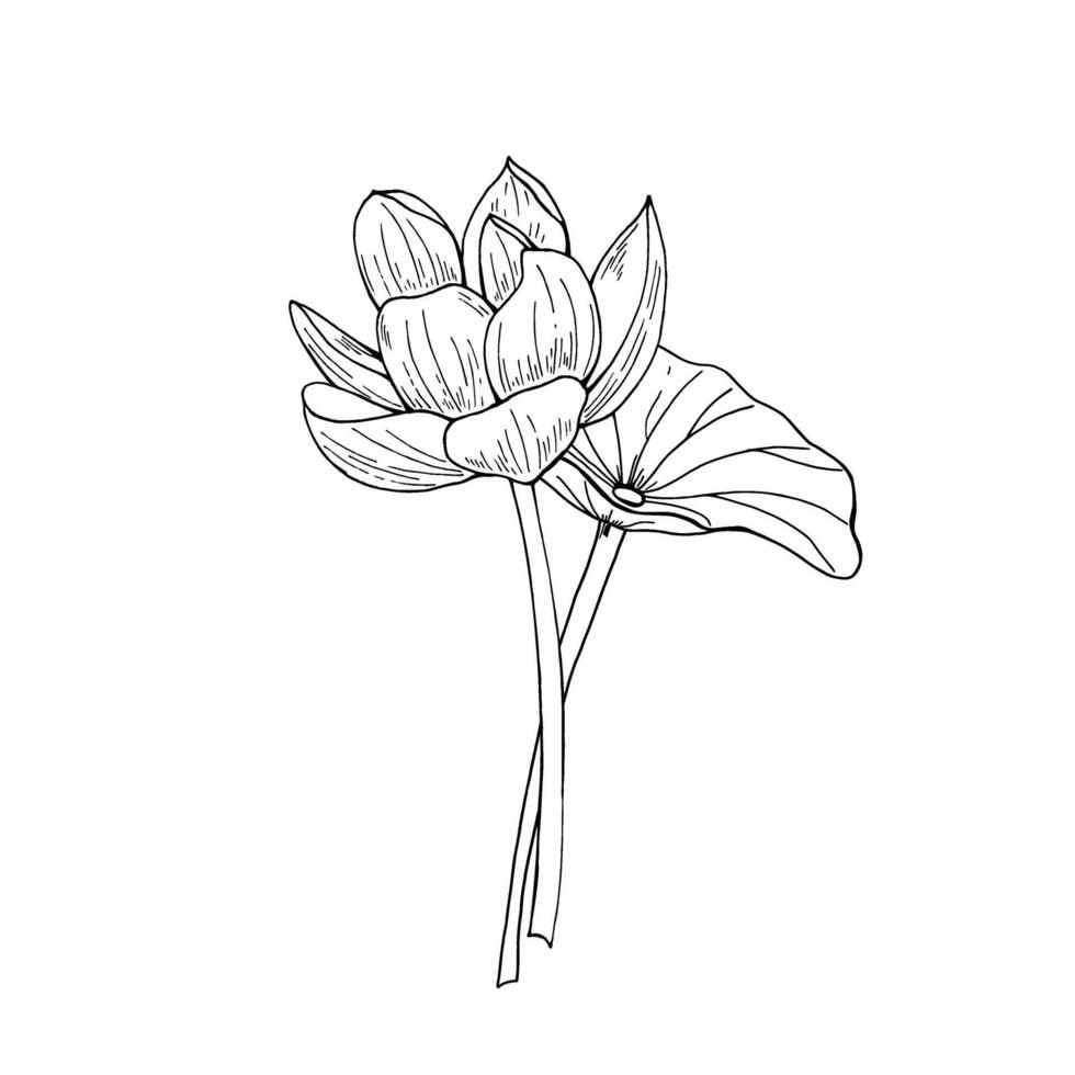 Blooming lotus flower with leaf bouquet illustration painted by black inks. Transparent waterlily on stem hand drawn etching drawing composition for cosmetics packaging, stationery vector