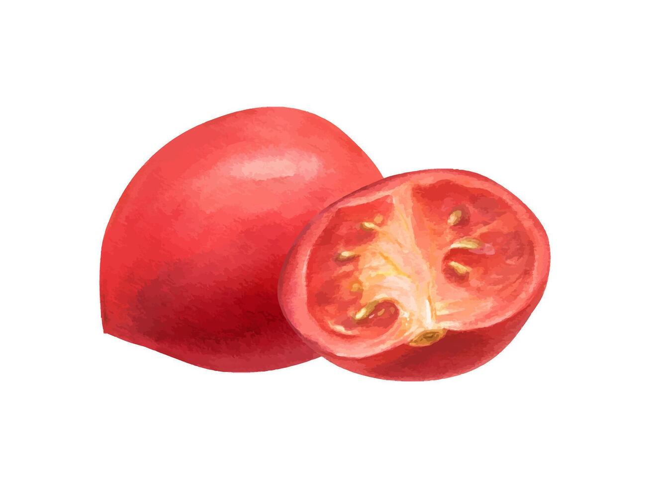 Fresh red tomatoes with green, purple seasoning herbs watercolor illustration. Whole and half of garden vegetables with basil plant, oregano, shard salad, lettuce leaf, parsley. For recipes decor vector