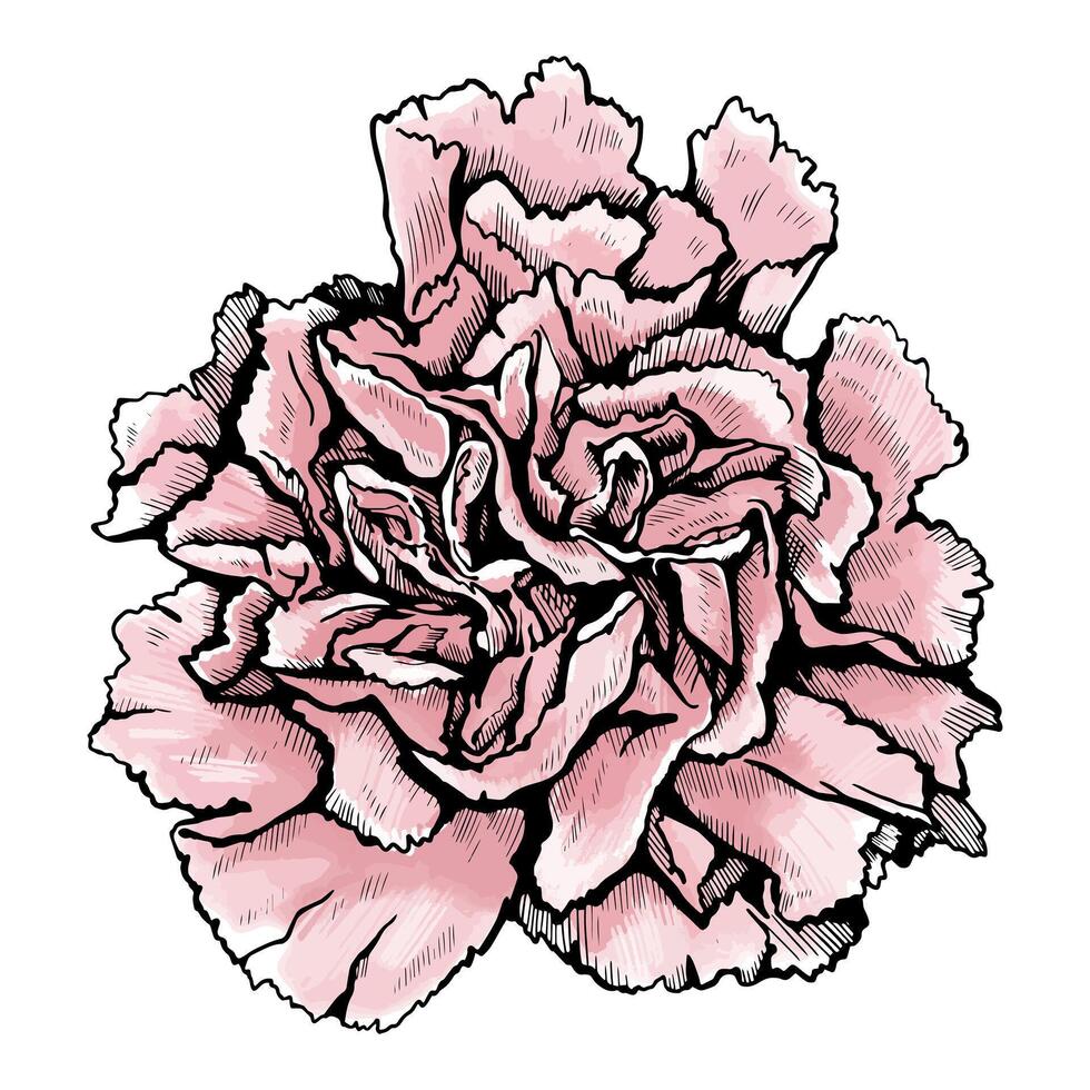 Hand drawn chrysanthemum flower. vector