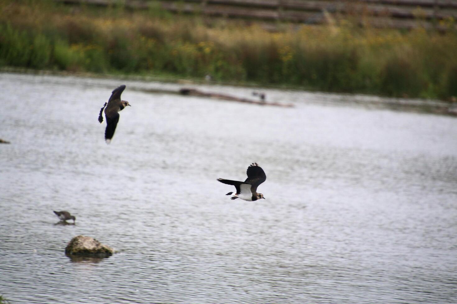 A view of a Lapwing in flight at Slimbridge Nature Reserve photo