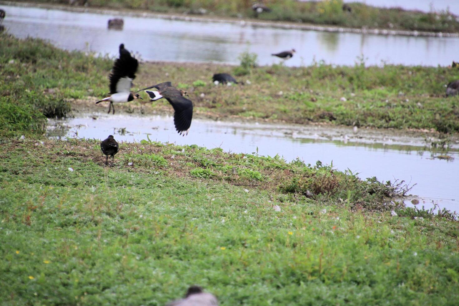 A view of a Lapwing in flight at Slimbridge Nature Reserve photo
