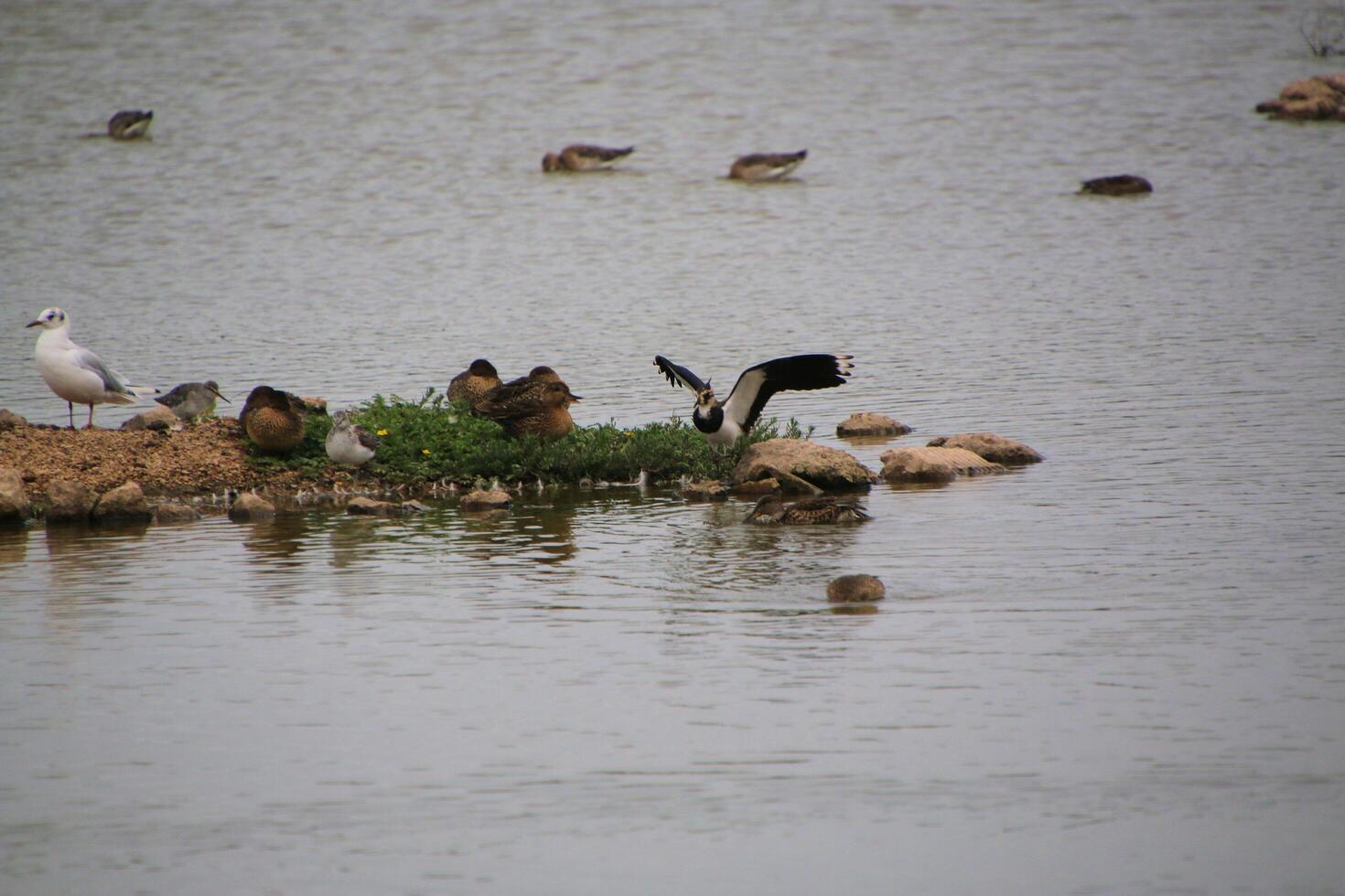 A view of a Lapwing in flight at Slimbridge Nature Reserve photo