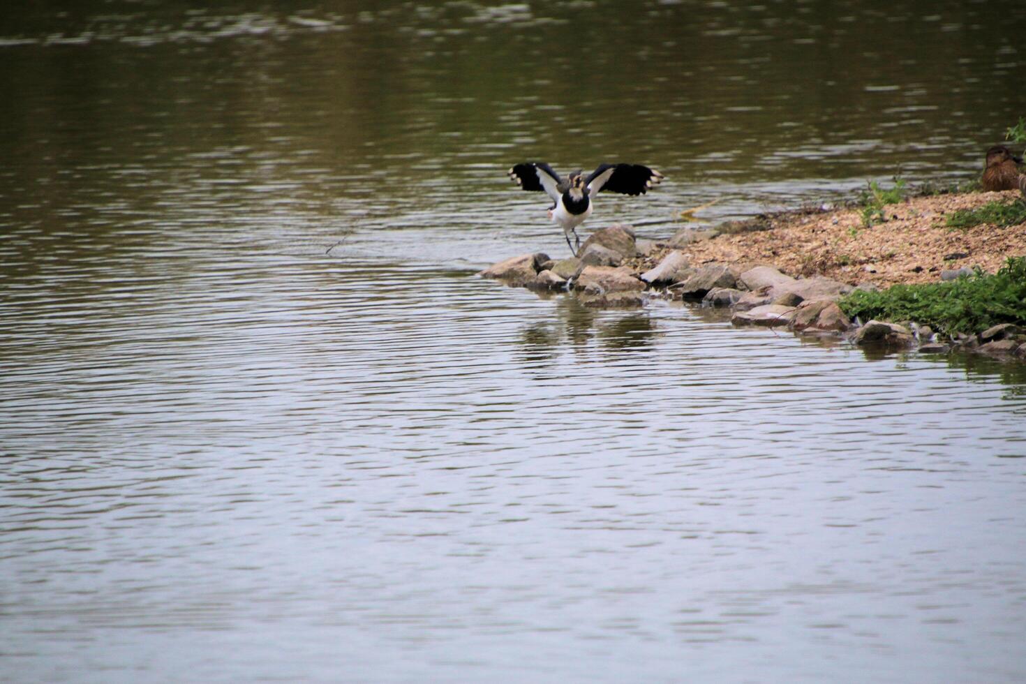 A view of a Lapwing in flight at Slimbridge Nature Reserve photo