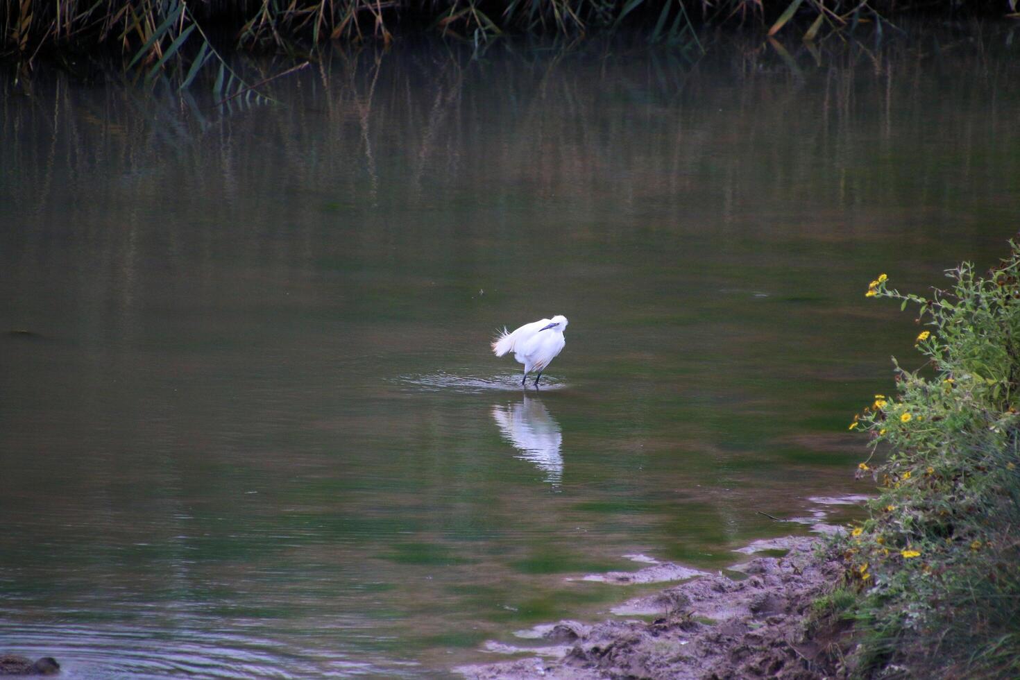 A view of a Little Egret in the water photo