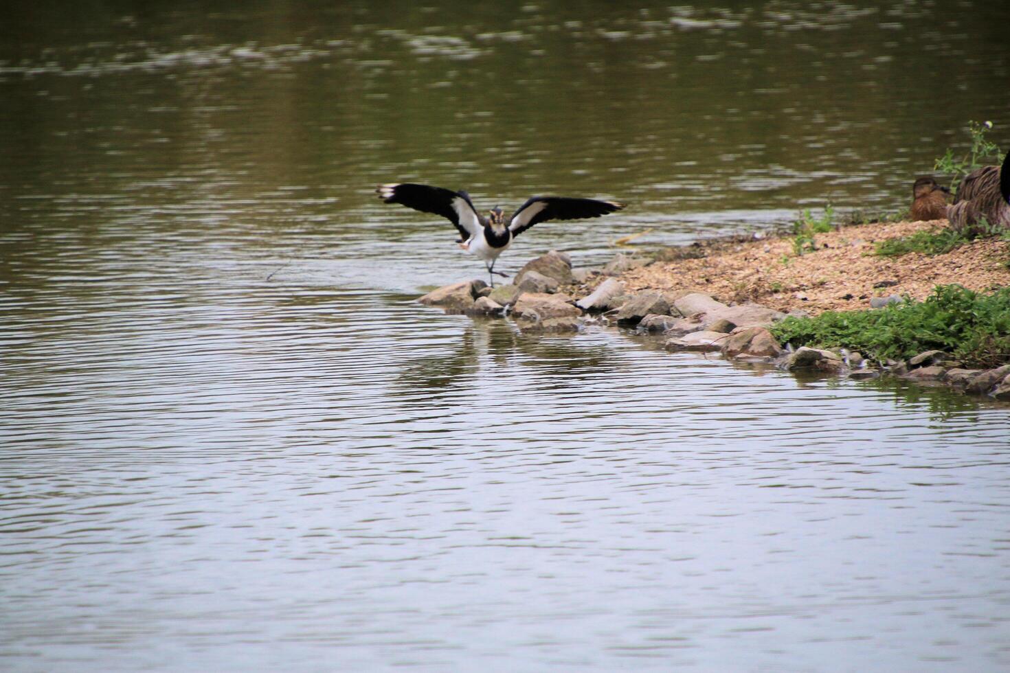 A view of a Lapwing in flight at Slimbridge Nature Reserve photo