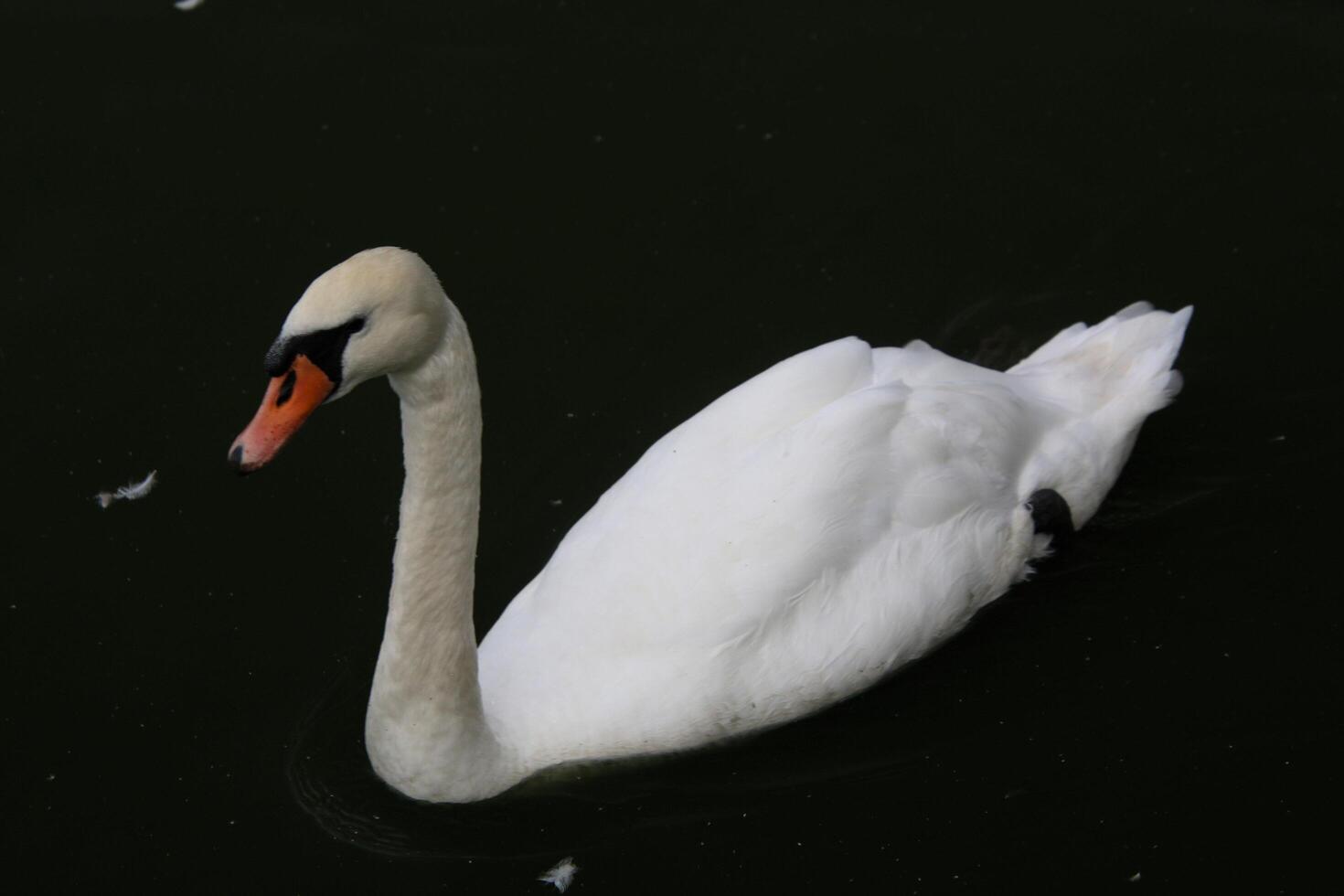 A view of a Mute Swan in the water photo