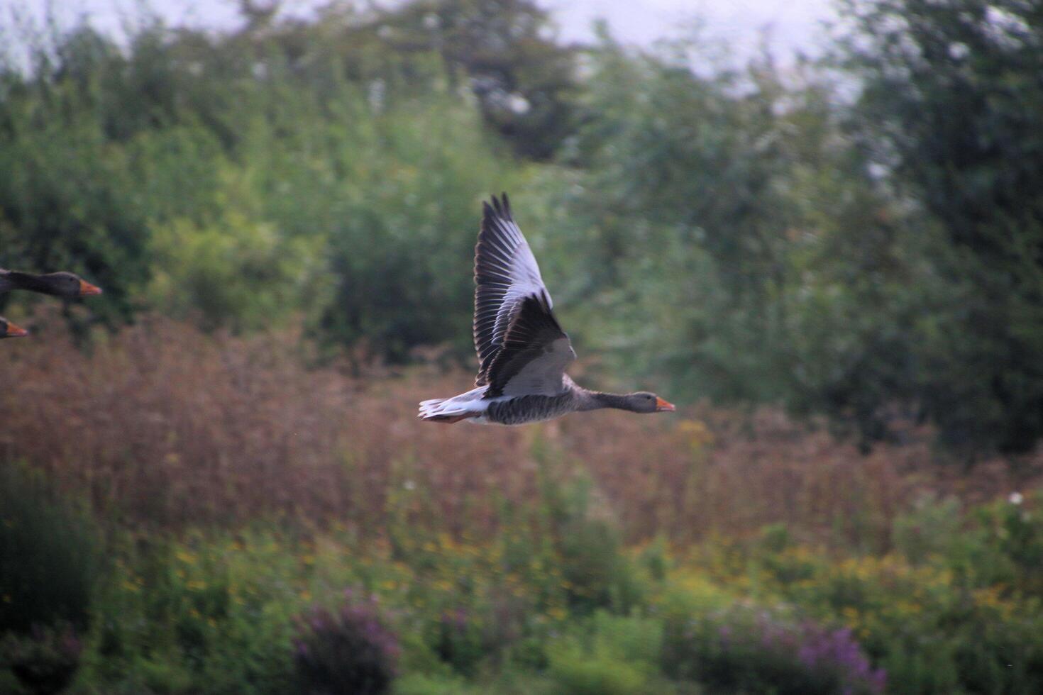 A view of a Greylag Goose in flight photo