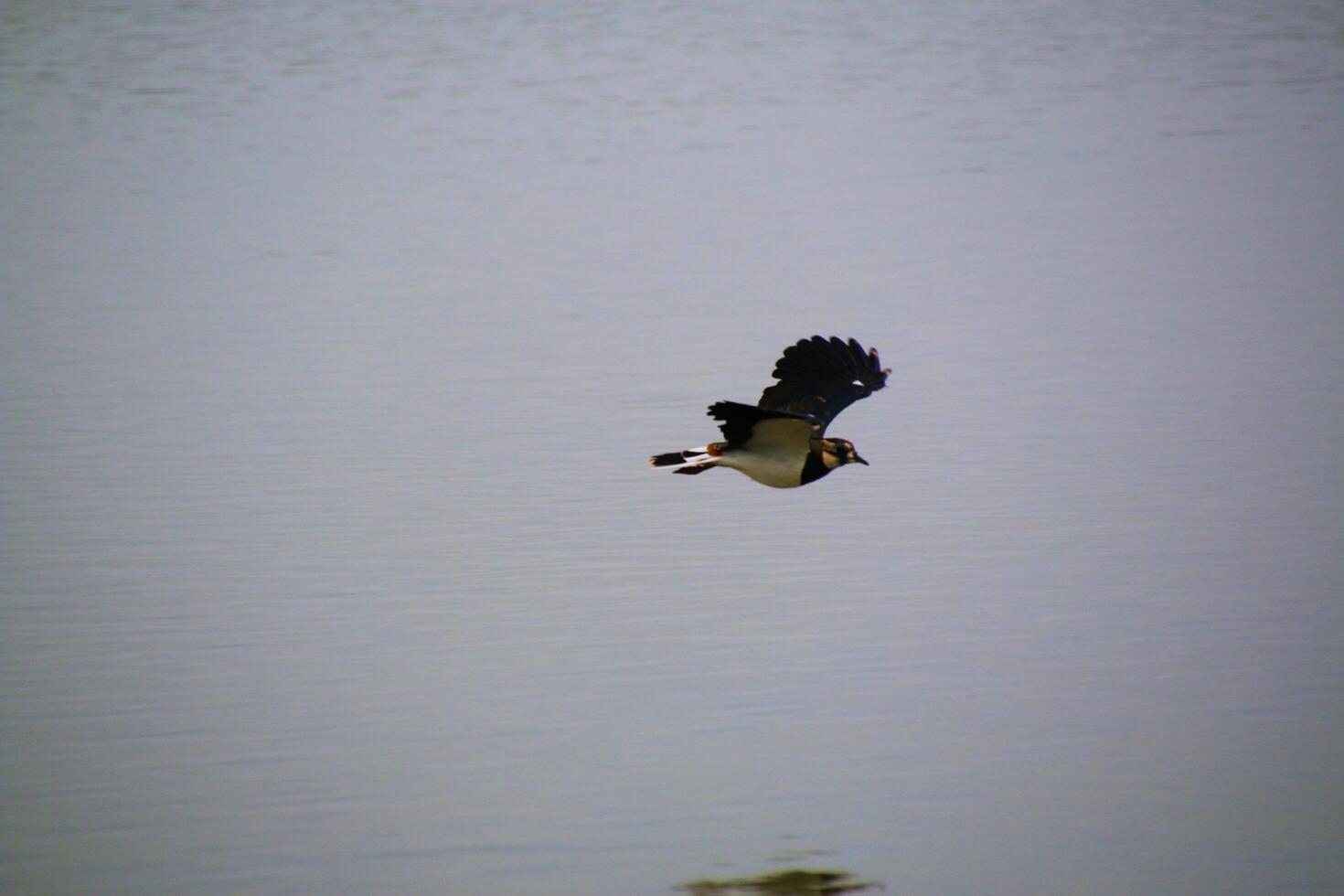 A view of a Lapwing in flight at Slimbridge Nature Reserve photo