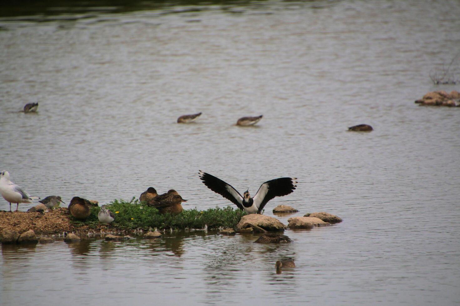 A view of a Lapwing in flight at Slimbridge Nature Reserve photo
