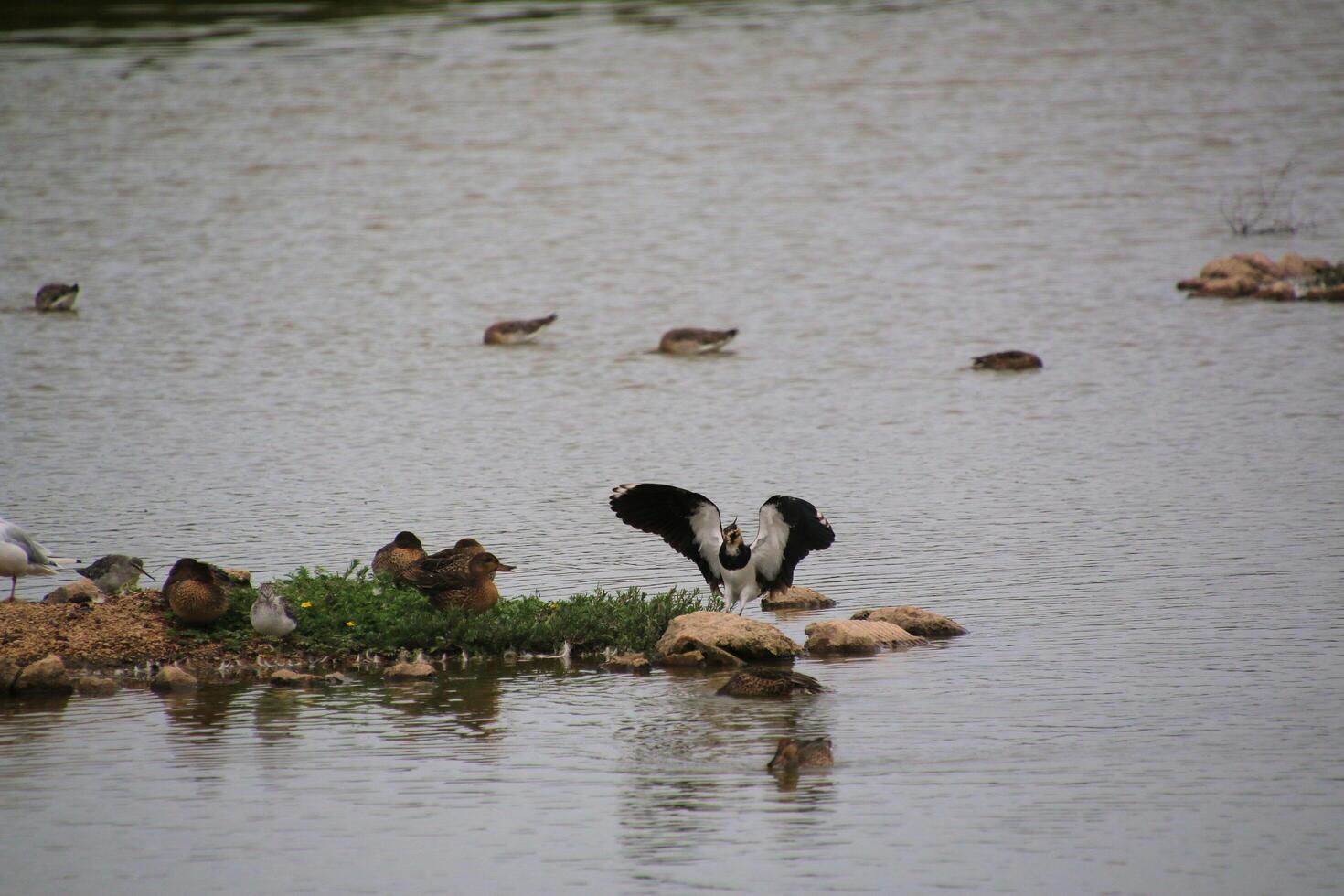 A view of a Lapwing in flight at Slimbridge Nature Reserve photo