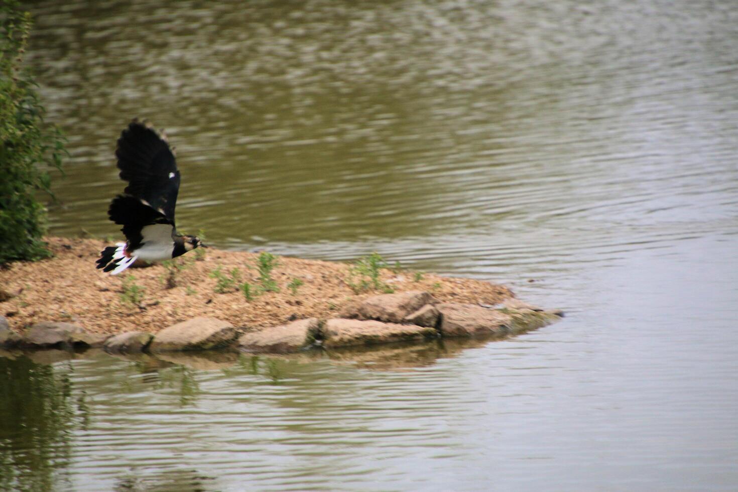 A view of a Lapwing in flight at Slimbridge Nature Reserve photo