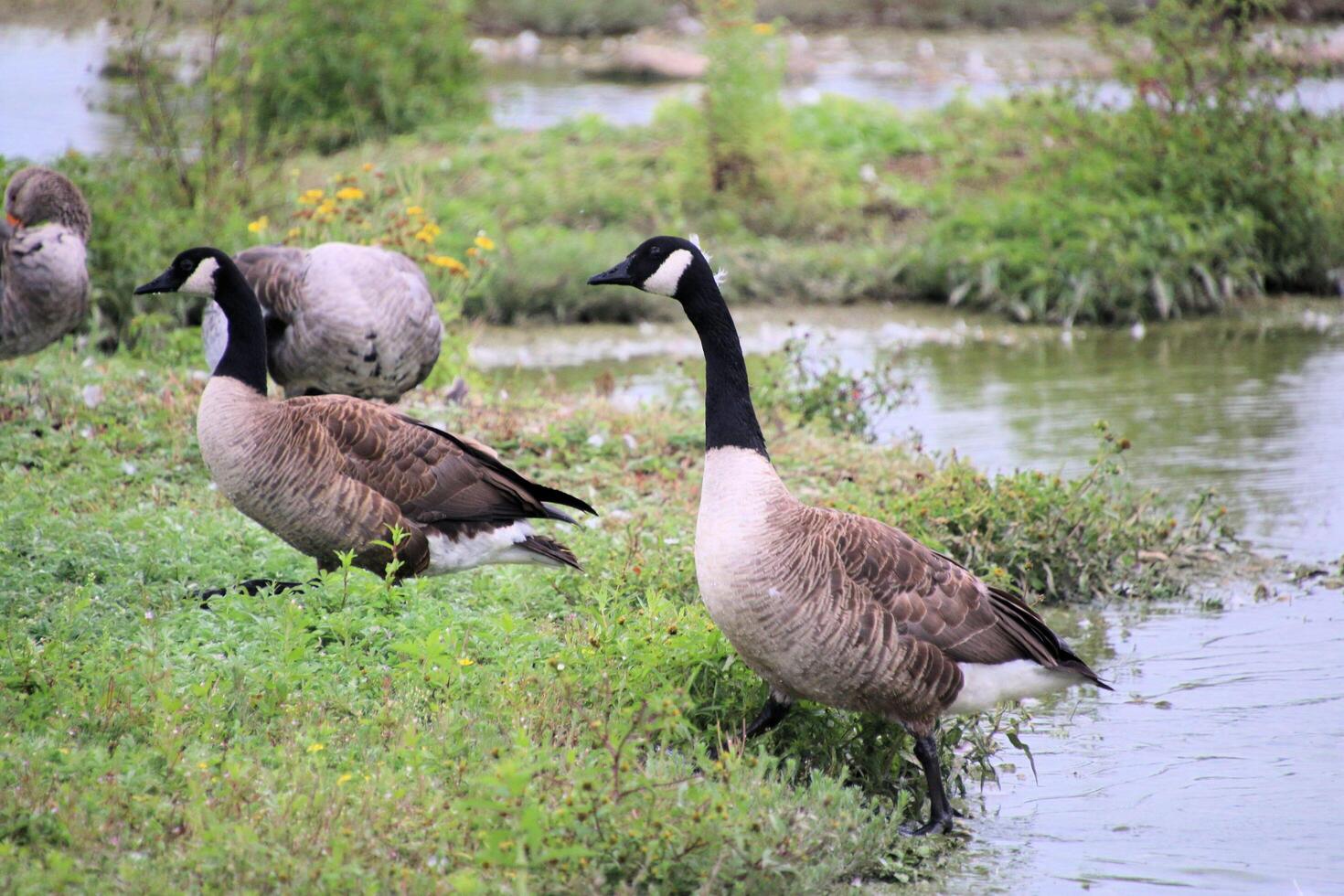 A close up of a Goose photo