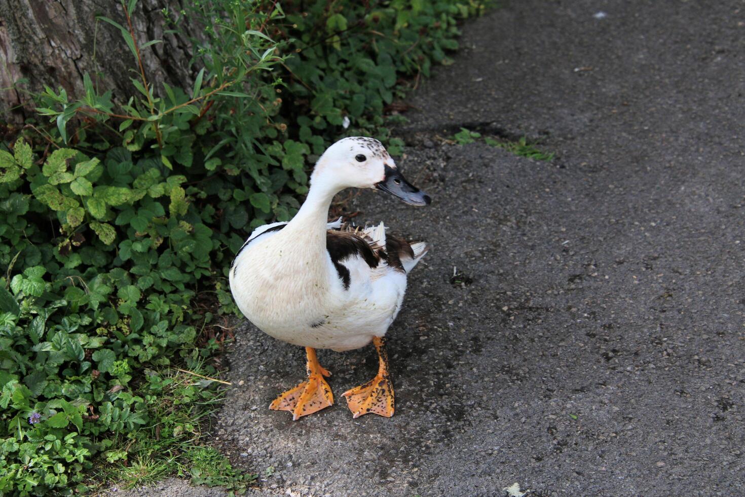 A close up of a Duck photo