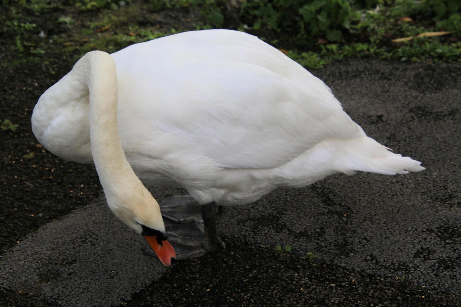 A view of a Mute Swan in the water photo