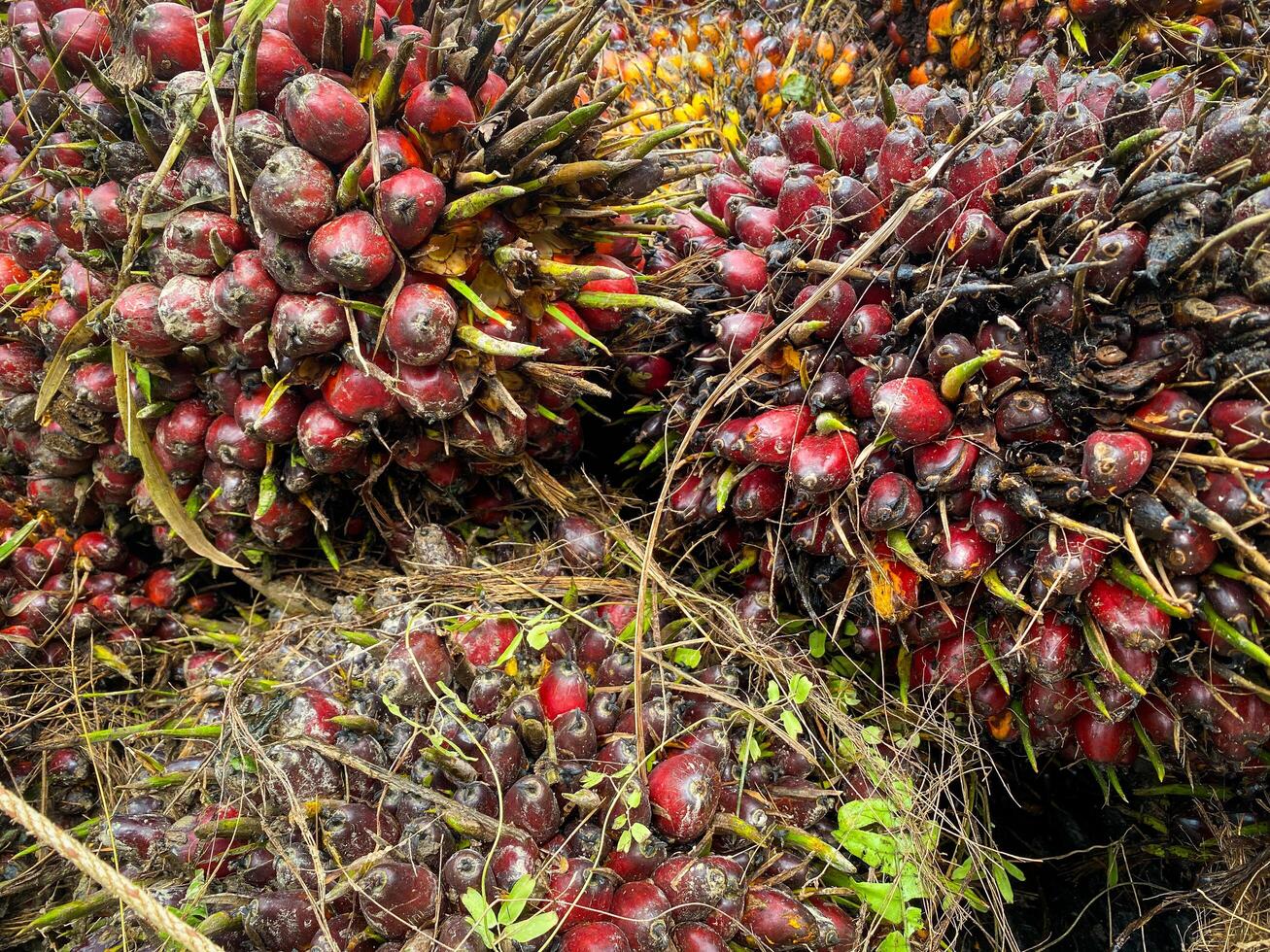 Palm oil in industrial plants preparing to be used to make oil.Betel palm fruit on the beach, closeup of a bunch photo