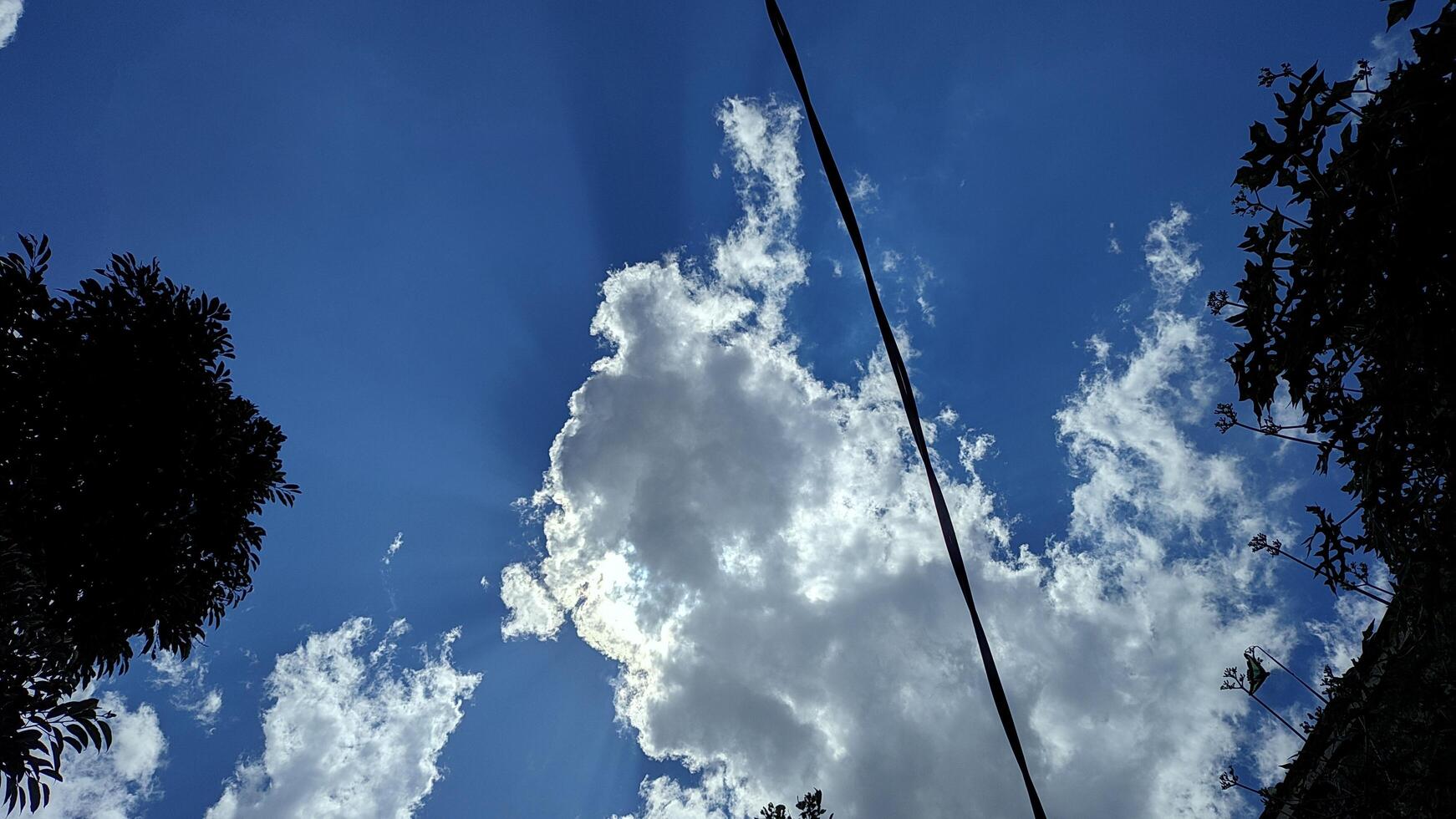 A view of the sky from the ground photo