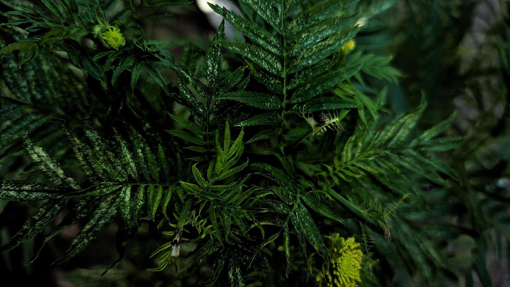 A close up of a green plant with yellow flowers photo